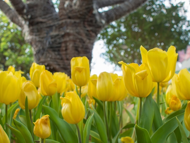 Yellow tulip garden on blur background