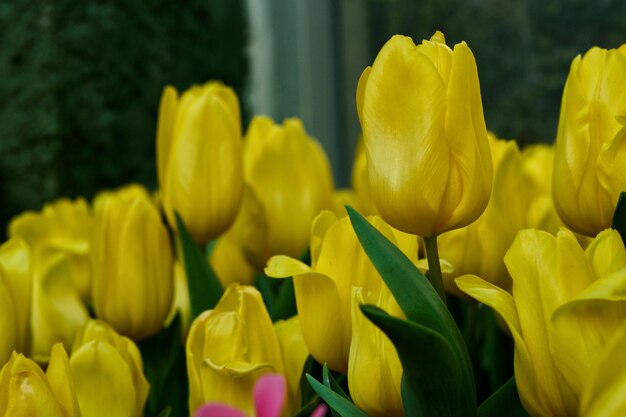 yellow tulip in garden