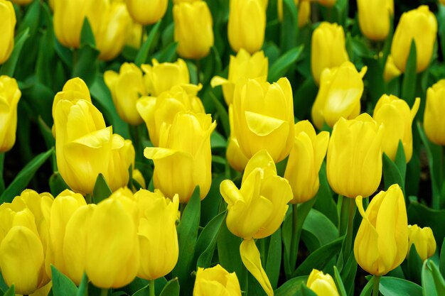 Photo yellow tulip in garden