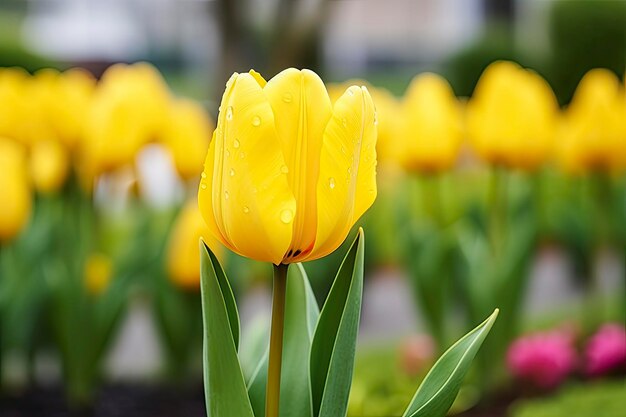 Yellow tulip in the garden