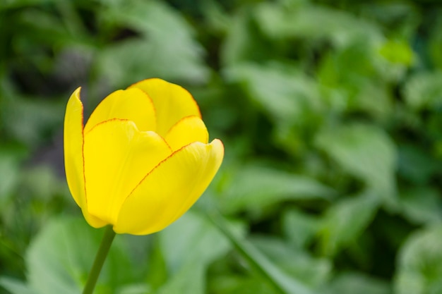 Yellow tulip on green plants and grass