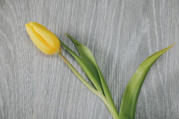 Yellow tulip on Grey background.