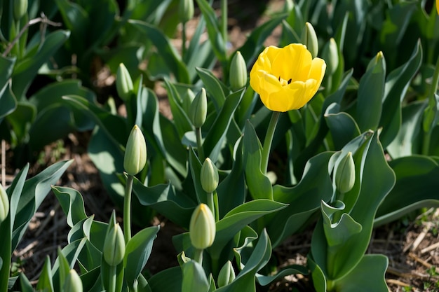 Yellow tulip growing in field