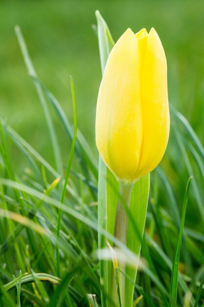 Yellow tulip growing