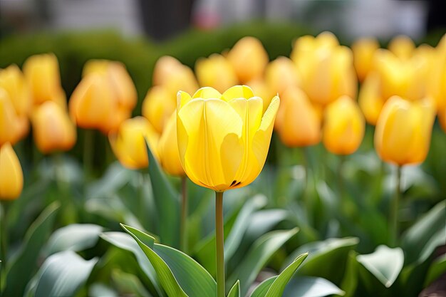 写真 庭の黄色いチューリップ