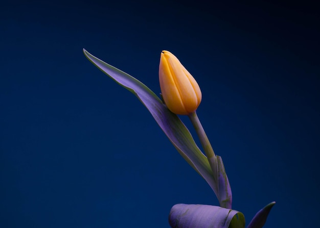 A yellow tulip is on a purple leaf.