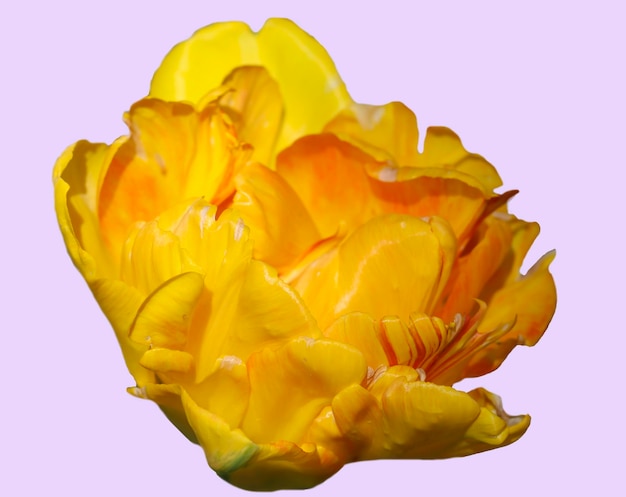 yellow tulip isolated on delicate lilac background