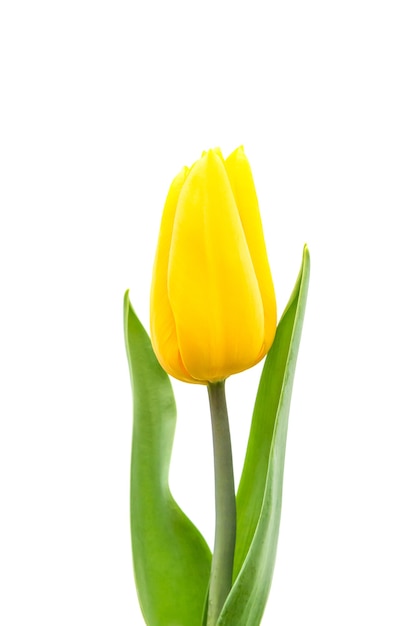 Yellow tulip isolated on white background