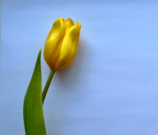 Yellow tulip on a light background spring flower