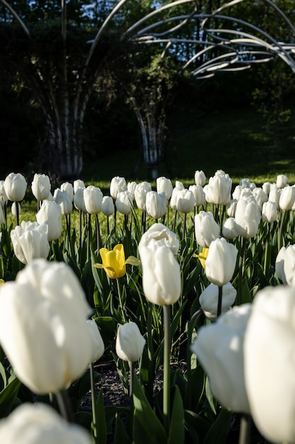 Yellow tulip among other white tulips