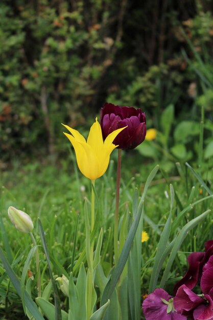 A yellow tulip and a purple tulip in a field