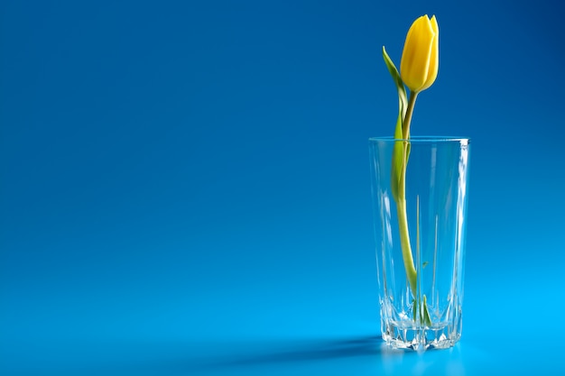Yellow tulip in a vase