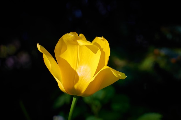 Tulipano giallo con uno sfondo sfocato bokeh