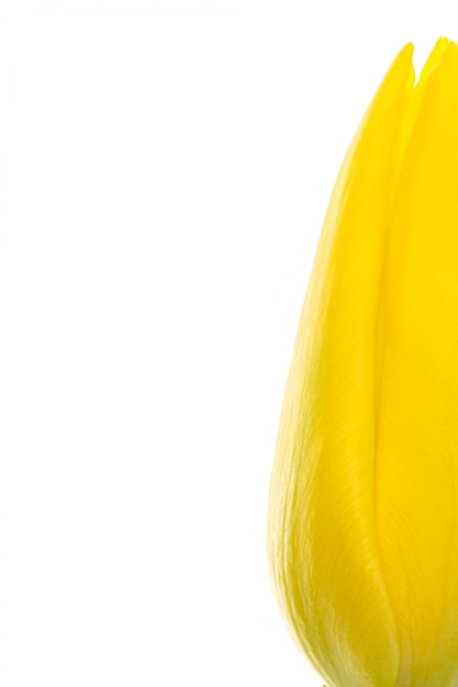 Yellow tulip with copy space