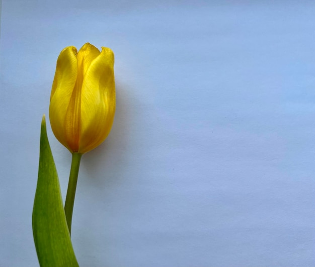 A yellow tulip with a green leaf on the right side.