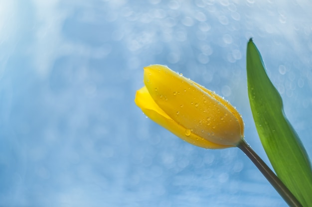 緑の葉と美しい青い背景、ボケ味の花びらに露の滴を持つ茎の黄色いチューリップ。