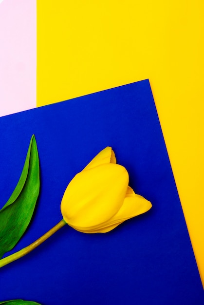 Photo yellow tulip on yellow and blue background