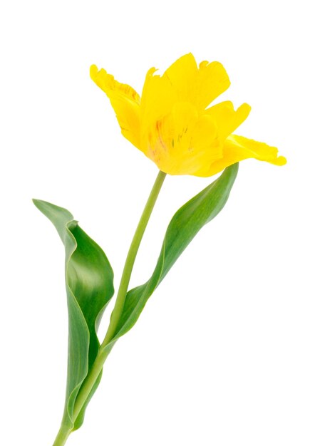 Yellow of tulip