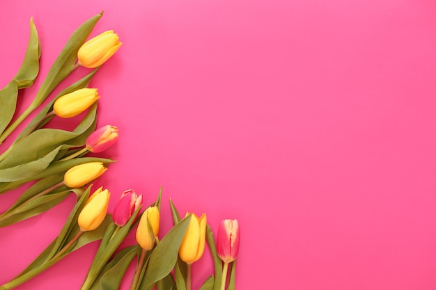 Yellow tulips are laid out on a pink background, the place for the inscription is a top view.