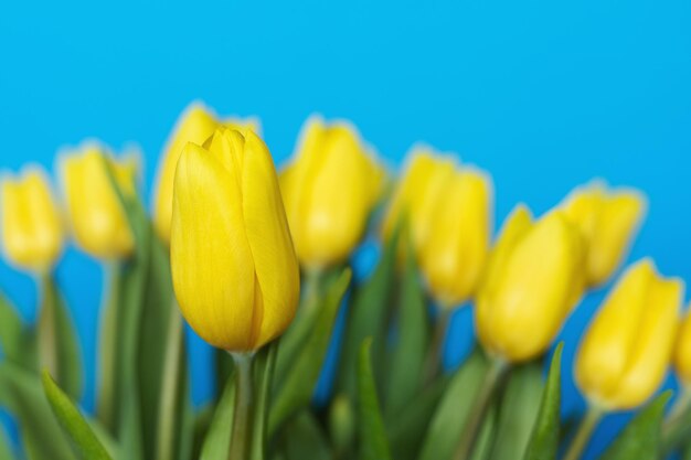 Yellow tulips on blue background bouquet of flowers