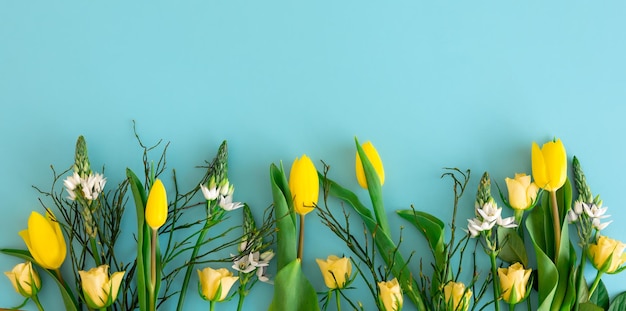 Yellow tulips on a blue background flat lay