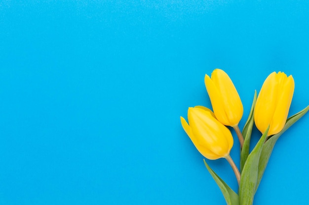 Yellow tulips on the blue background