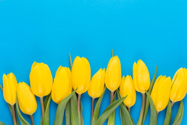 Yellow tulips on the blue background