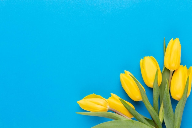 Yellow tulips on the blue background