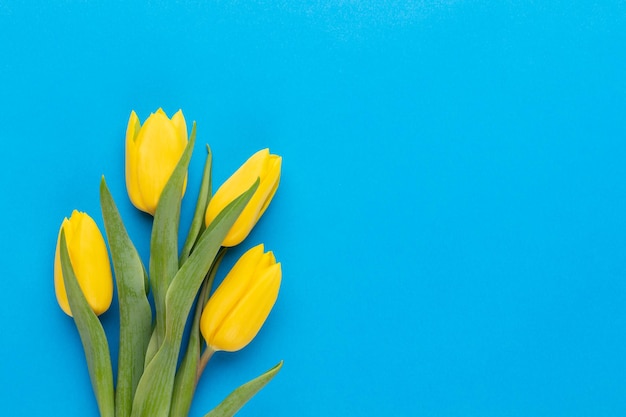 Yellow tulips on the blue background