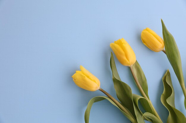 Yellow tulips on a blue background