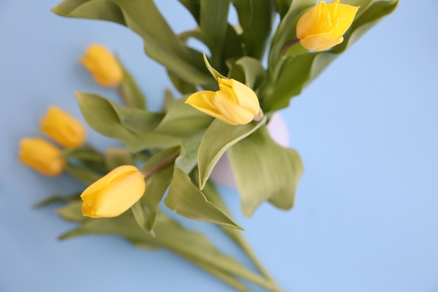 Желтые тюльпаны на голубом фоне