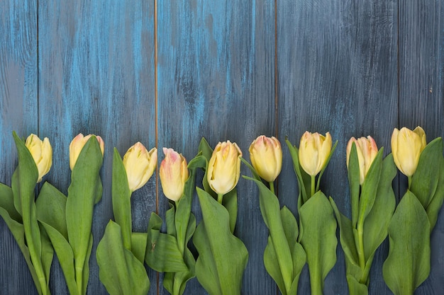 Yellow tulips on blue background