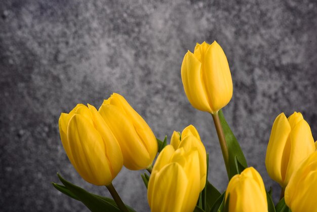 yellow tulips on a blue wooden background