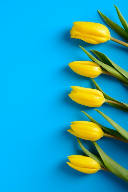 Yellow tulips on a blue