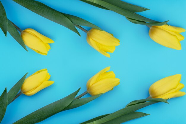 Yellow tulips on blue