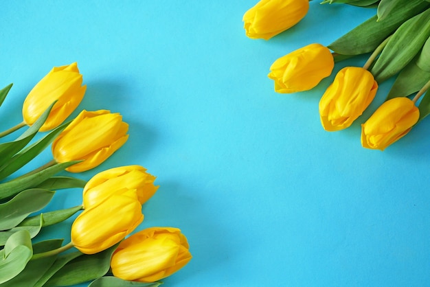 yellow tulips on blue