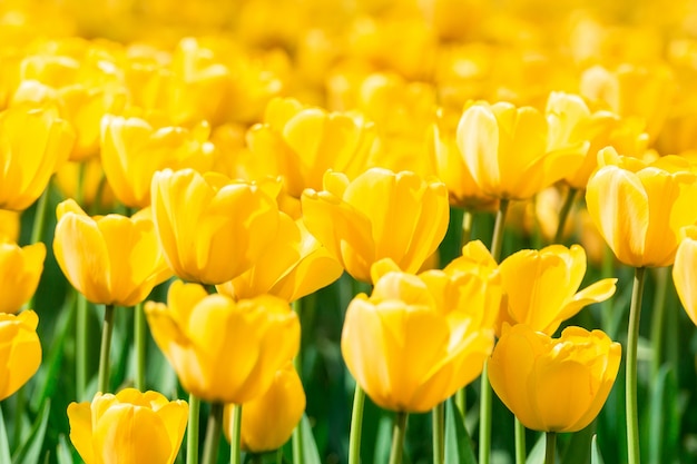 Yellow tulips close up background