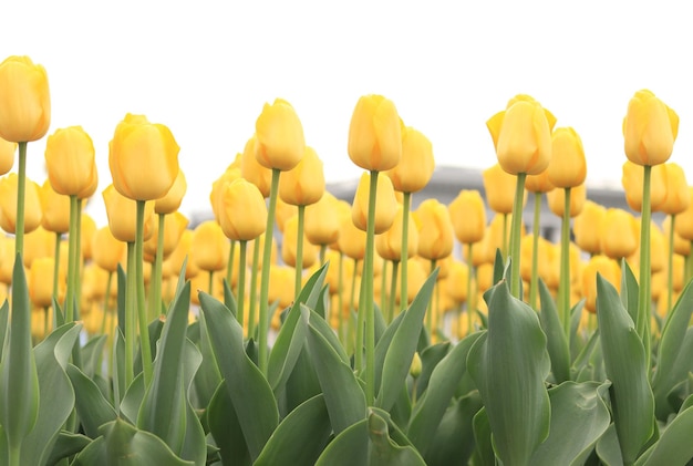 Yellow tulips close up Tulips in the city bright spring flowers selective focus