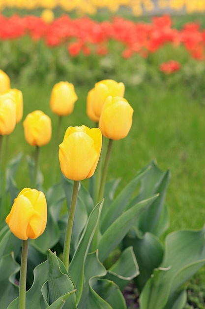사진 노란 튤립은 도시 밝은 봄 꽃 선택적 초점 공원에서 튤립을 닫습니다