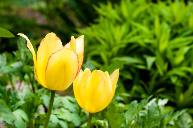 Yellow tulips closeup on green garden