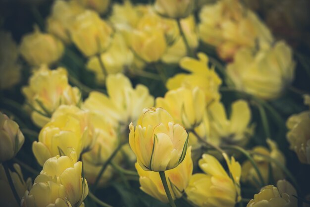 Желтое поле тюльпанов в Нидерландах
