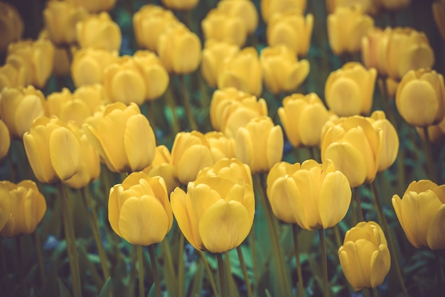 Yellow tulips field in the Netherlands