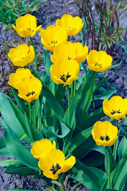 庭の花壇に黄色いチューリップ 庭に植えられた黄色いチューリップ 春の庭 花壇の色とりどりのチューリップ 庭の美しい春の花チューリップ