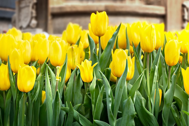  yellow tulips flower