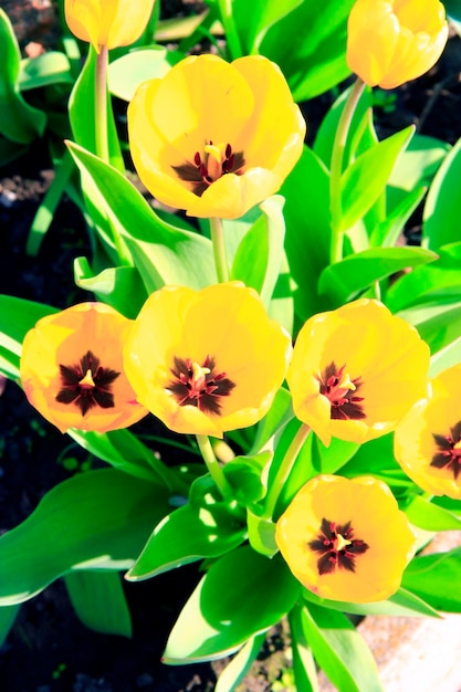 4 月の花壇の黄色いチューリップ 春の庭 庭に植えられた黄色いチューリップ 春の庭 花壇の色とりどりのチューリップ ランドスケープ デザイン