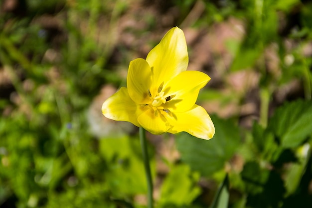 庭の花壇に黄色いチューリップ