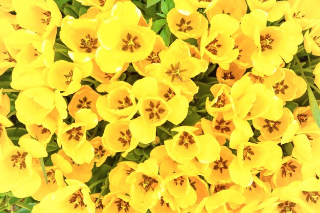 黄色いチューリップの花