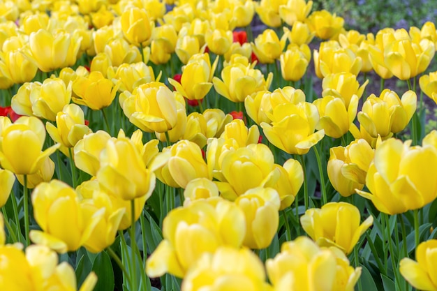 Yellow tulips fresh flowers at Spring 