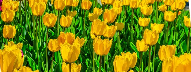 Yellow tulips in a garden illuminated by the sun.