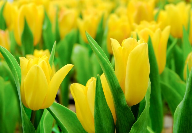 Yellow Tulips in the garden